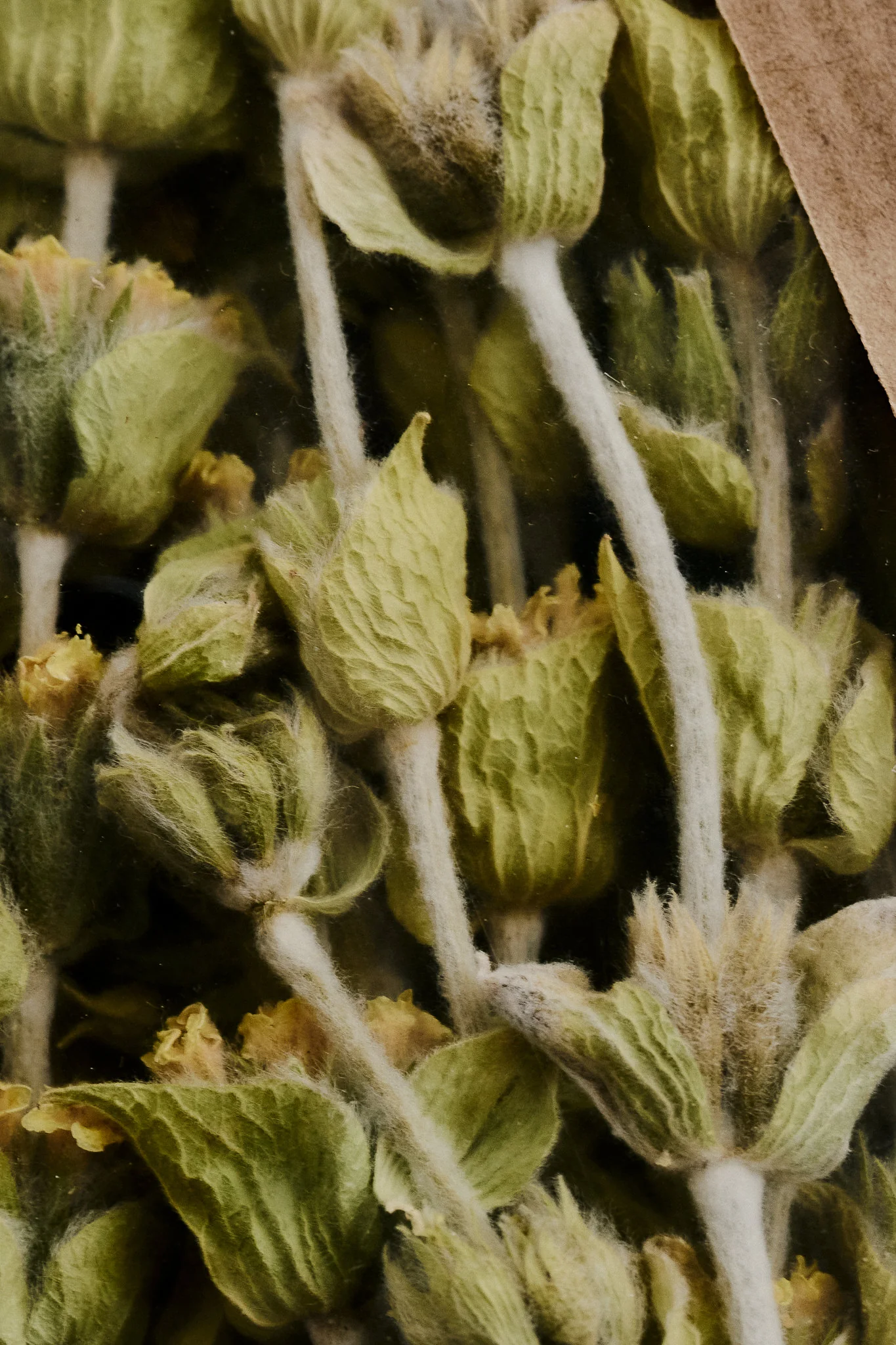 Caj Mali Mountain tea - Image 3